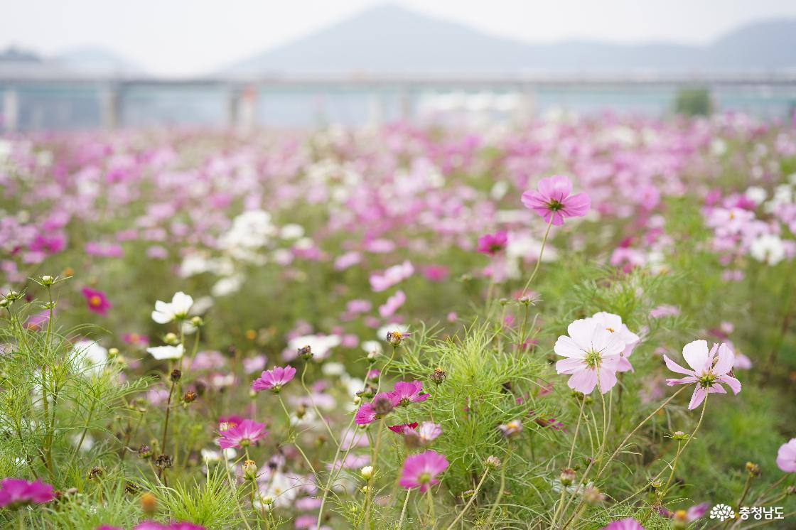 공주 미르섬에서 코스모스 삼매경