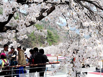 '4월 충남은 꽃대궐' 봄꽃축제는 어디로 갈까