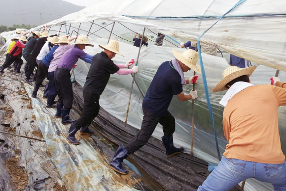29일 도청 농수산국 직원들이 부여군 장암면 농가를 방문해 태풍 피해 일손돕기를 하고 있다.