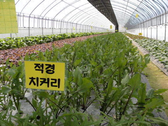 어메니티 복지마을 공동농장서 친환경 농산물 재배