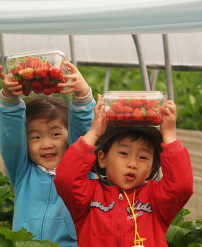 용봉산 체험마을에서 어린이들이 딸기 따기 체험 후 수확한 딸기를 들어보이고 있다.
