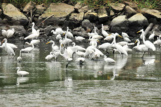 저어새와 백로들 천연기념물 205로 지정받아서 보호중인저어새와 백로떼 