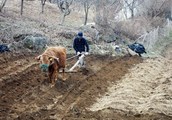 28일 보령시 미산면 삼계리에 사는 상병선(72세) 농민이 소를 이용해 쟁기질을 하고 있다.