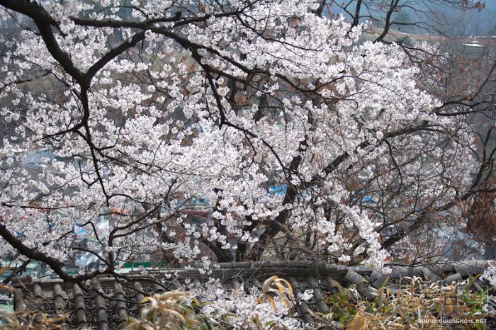 벚꽃과함께하는2013국고개역사문화축제 6