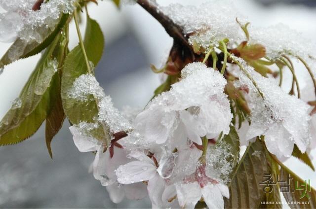 겨울인가 봄인가, 행복한 힐링 동학사 벚꽃길