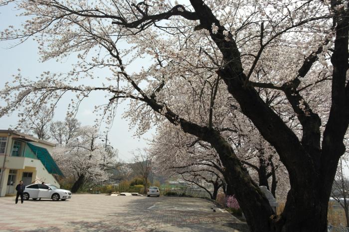 구항초등학교의 80년이 넘은 벚꽃 풍경