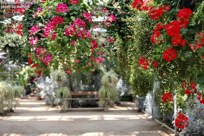 365일 꽃이 피는 아산 세계꽃식물원 사진