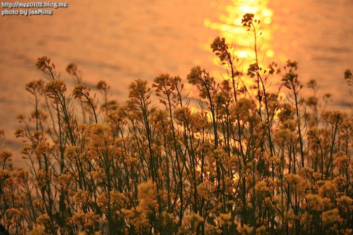 유채꽃 만발한 예당저수지에서 일몰을 만나다 사진