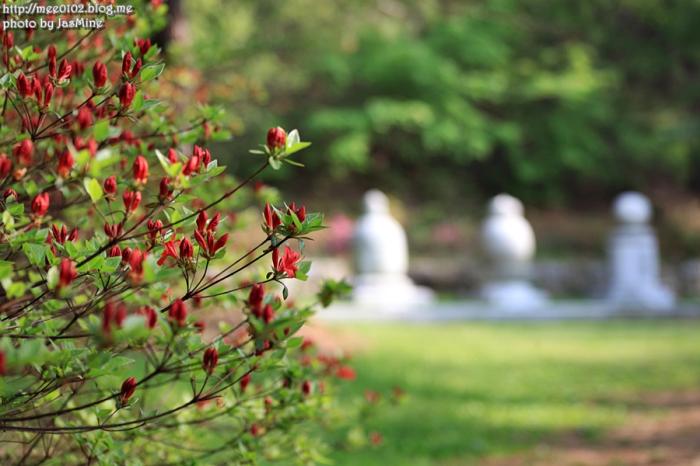 겹벚꽃황매화날리는예산수덕사의봄 2