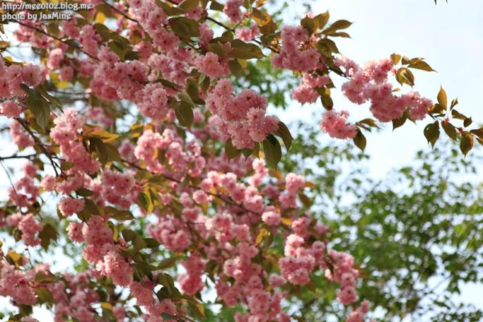 겹벚꽃황매화날리는예산수덕사의봄 7