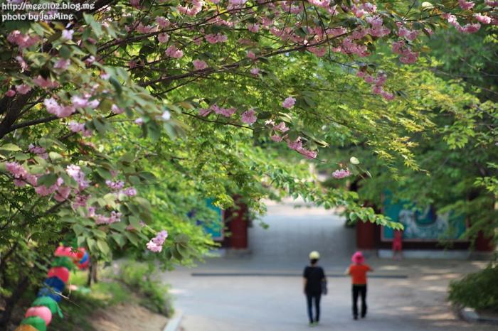 겹벚꽃황매화날리는예산수덕사의봄 18
