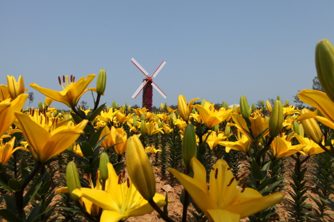 오는 22일부터 내달 5일까지 14일간 남면 신온리 일원에서 ‘2013 태안 백합꽃축제’가 열린다. 사진은 지난해 백합꽃축제장 모습.