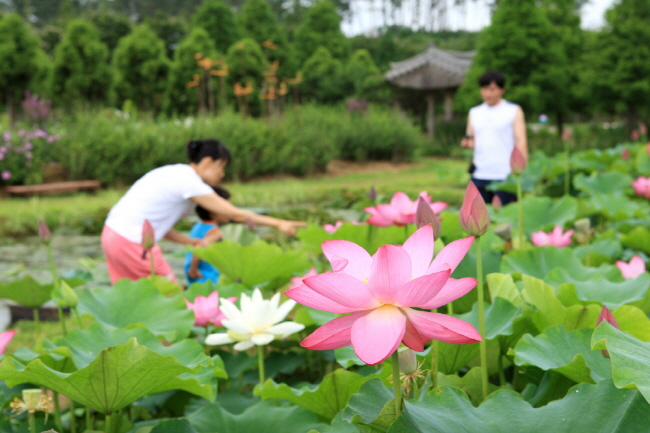 태안 연꽃축제가 오는 12일부터 내달 25일까지 태안군 남면 그린리치팜(옛 청산수목원)에서 열린다. 사진은 지난해 태안 연꽃 축제.