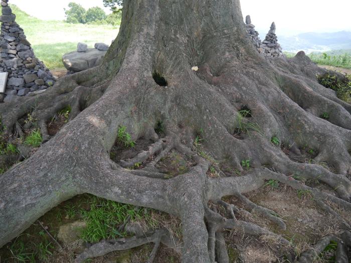 사랑나무의 오래된 수령을 증명하는 뿌리들