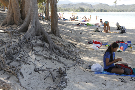 카일루아 해변의 모습으로 심각한 퇴적으로 인해 심지어 나무가 뿌리를 드러내고 있다.