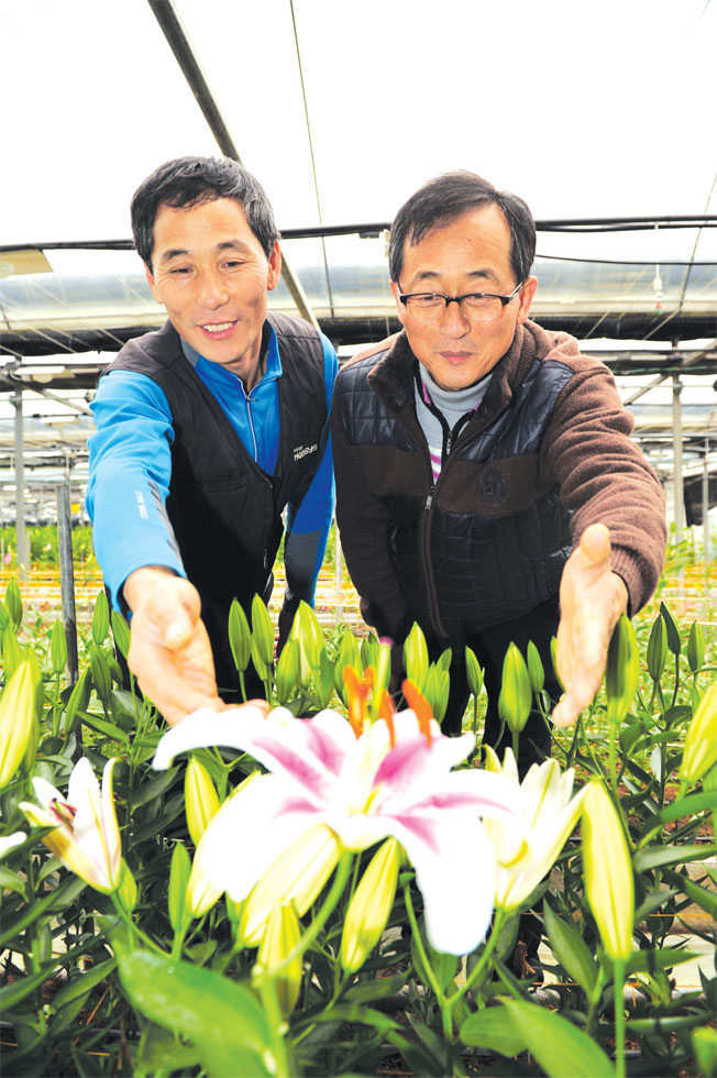 백합 재배농가 김종석(태안·왼쪽)씨와 태안백합시험장 육종팀장 이기환(농업연구사·오른쪽)씨가 처음으로 시장에 출하하는 신품종‘스타핑크’를 살펴보고 있다.