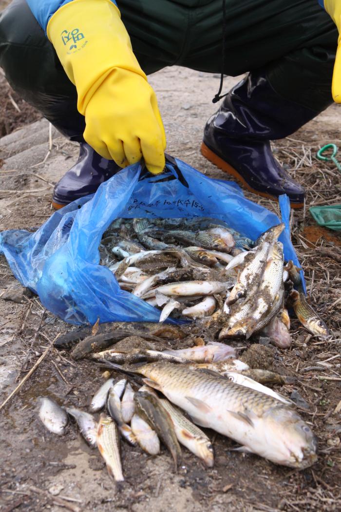 환경단체의 한 회원이 청양읍 백천리 군부대 앞 하천에서 건저올린 폐사한 물고기.