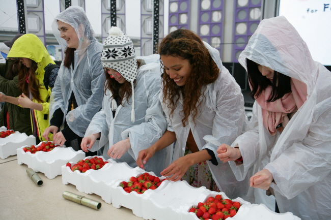 딸기축제, 오는 4월 2일부터 5일간 개최