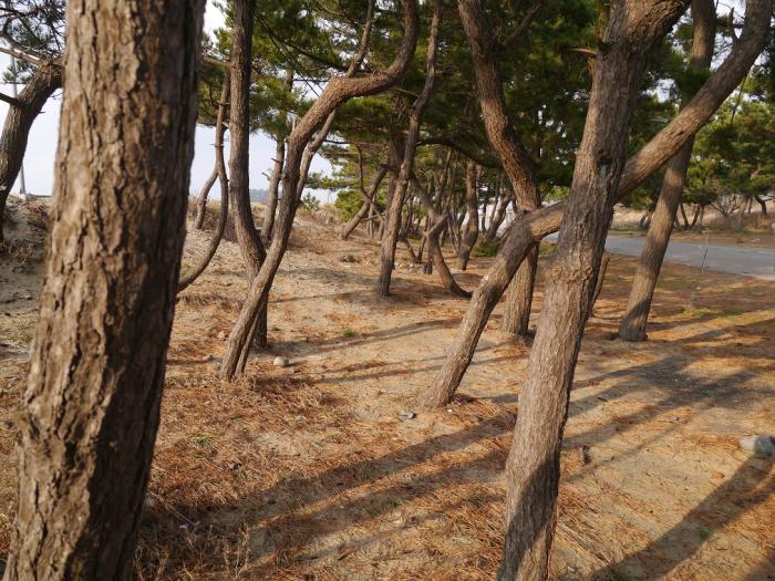 MBC <아빠 어디가>에 소개된 마검포 해변 사진