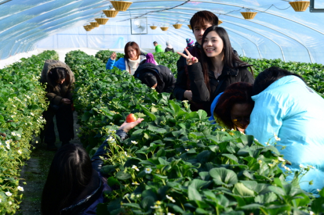 용봉산정보화마을에서 딸기 체험을 하고 있는 동남아 관광객들.