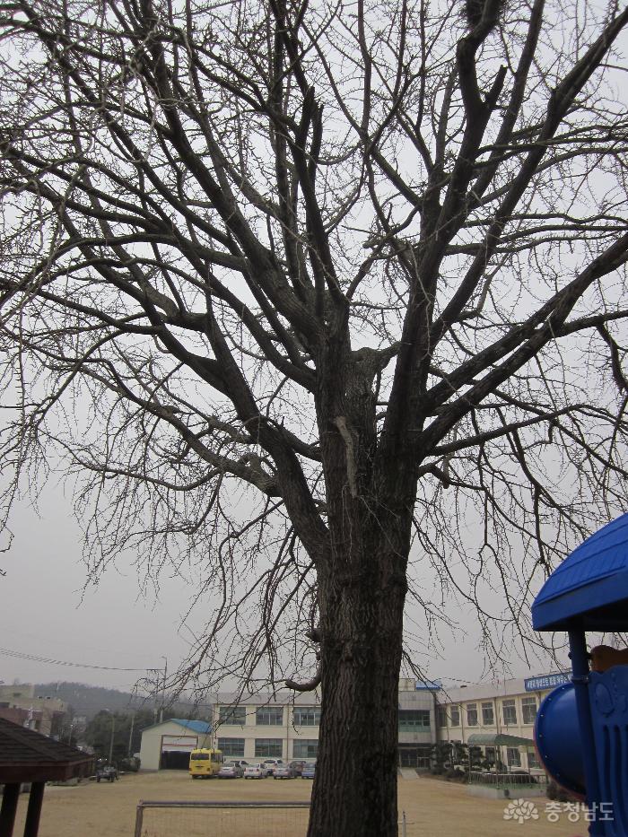 오천초등학교 100년의 역사를 말해주는 은행나무