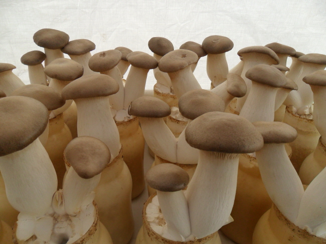 귀농 대표작물 버섯…품종 선택이 중요