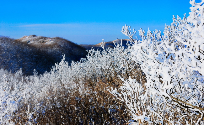 오서산, 벚꽃보다 아름다운 눈꽃길 장관