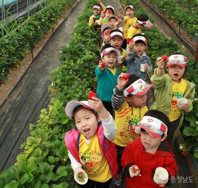 딸기수확 체험 중인 어린이들