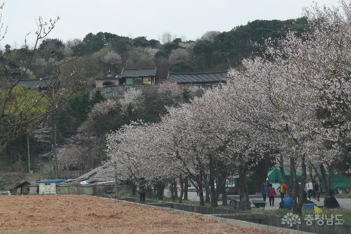 논산 관촉로 벚꽃 엔딩 사진