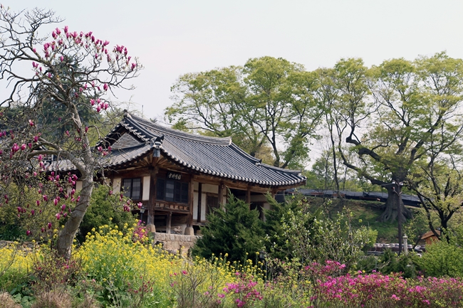 300여년를 견디어온 선비의 꼿꼿한 기상이 돋보이는 논산 명재 고택에 봄바람 타고 나무와 꽃들이 노래를 부르고 있다