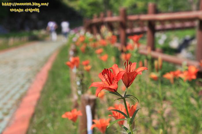 봉수산 수목원 장미원, 예당저수지가 한 눈에 사진