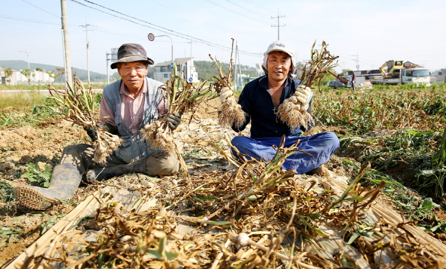 15일 서산시 성연면 오사리에서 농민들이 갓 수확한 6쪽마늘을 들어보이고 있다.