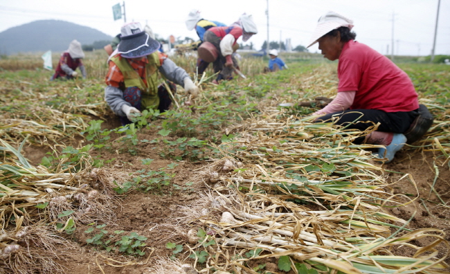 태안군 태안읍 인평리의 한 마늘밭에서 농부들이 6쪽마늘을 수확하고 있다.