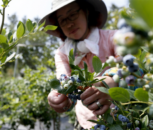 태안군 태안읍 도내리의 블루베리 농장 ‘남산골’에서 김남규 씨 내외가 농장에서 블루베리를 수확하고 있다.