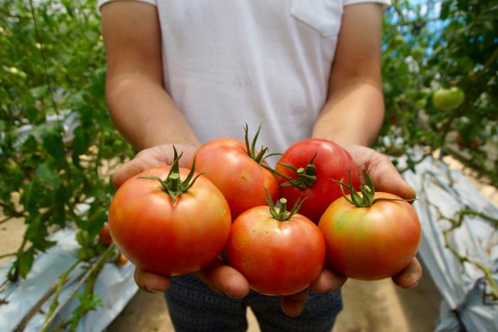 양손 가득 담긴 탐스러운 유기농 토마토