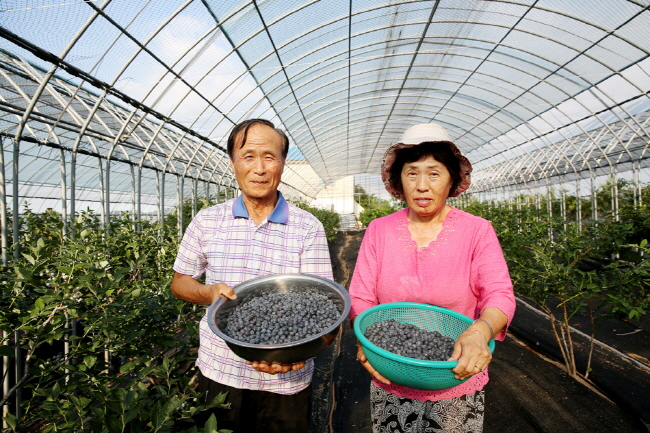 13일 서산시 음암면 탑곡리에서 권윤현(75)씨 부부가 제철을 맞아 수확한 블루베리를 들어보이고 있다.