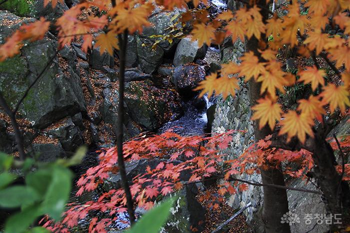 강당골 계곡에 내려앉은 가을 사진