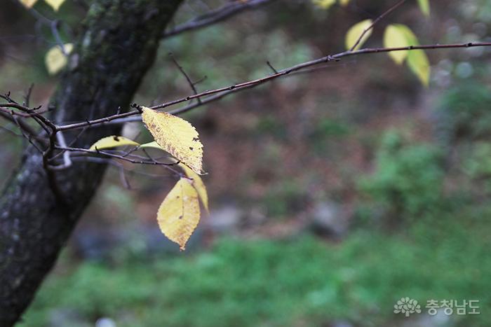 강당골 계곡에 내려앉은 가을 사진