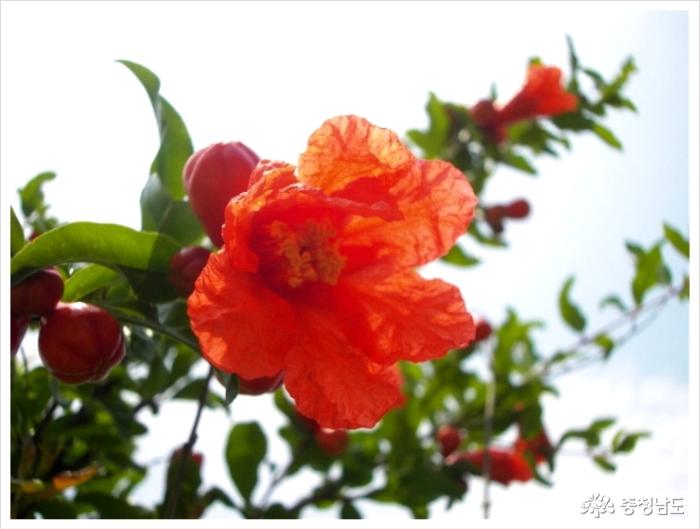 주홍빛의 화려한 석류꽃