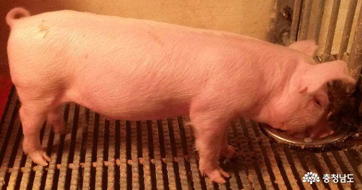 장기이식·애완용 돼지 생산 연구 나선다