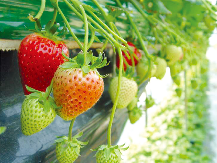 단단한 딸기 ‘숙향’ 재배 본격화