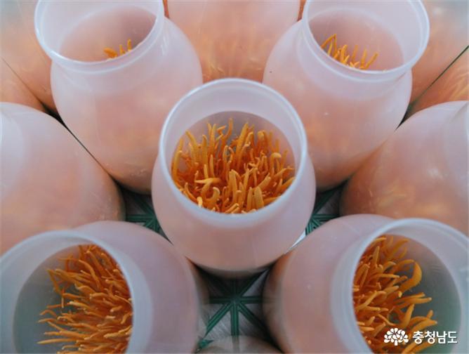 동충하초 신품종 ‘도원홍초’ 농가 보급