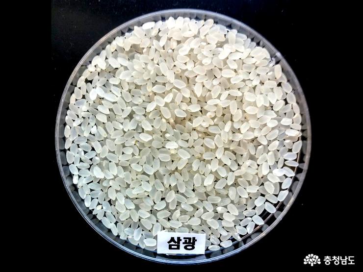 ‘삼광 품종’ 전국 최고 브랜드쌀 입증
