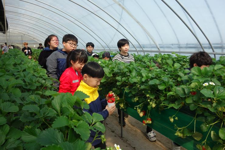 청년 농업인이 일구는 다온딸기 체험농장