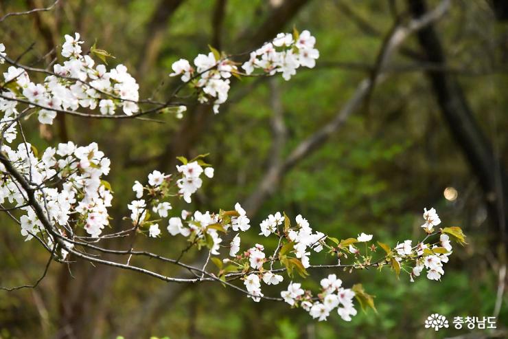 논산 견훤왕릉의 벚꽃