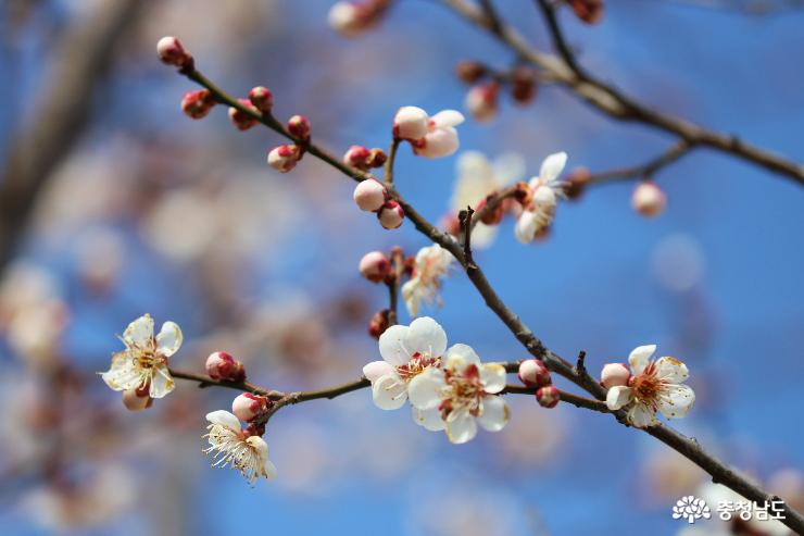 봄꽃 향기 가득한 천안삼거리공원