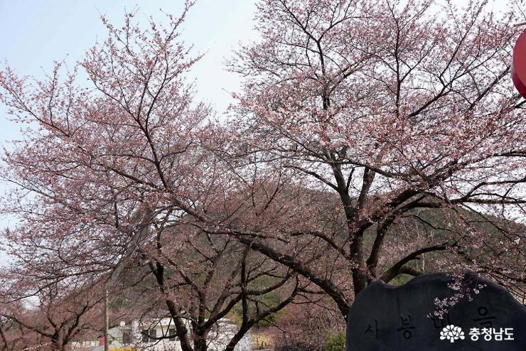 공주 벚꽃명소 계룡산 벚꽃축제