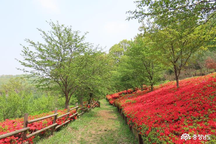 천안아산 에코 힐링 맨발 황톳길 봄풍경