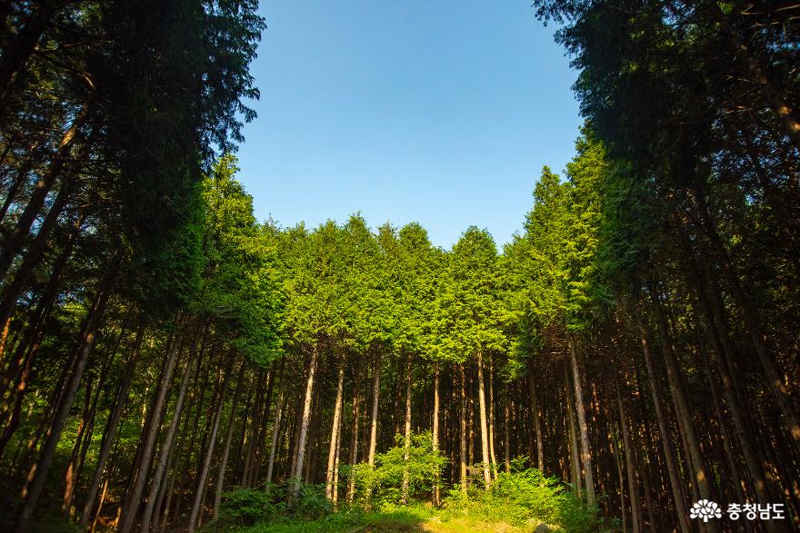 편백나무숲에서의 편안한 휴식, 보령 성주산자연휴양림