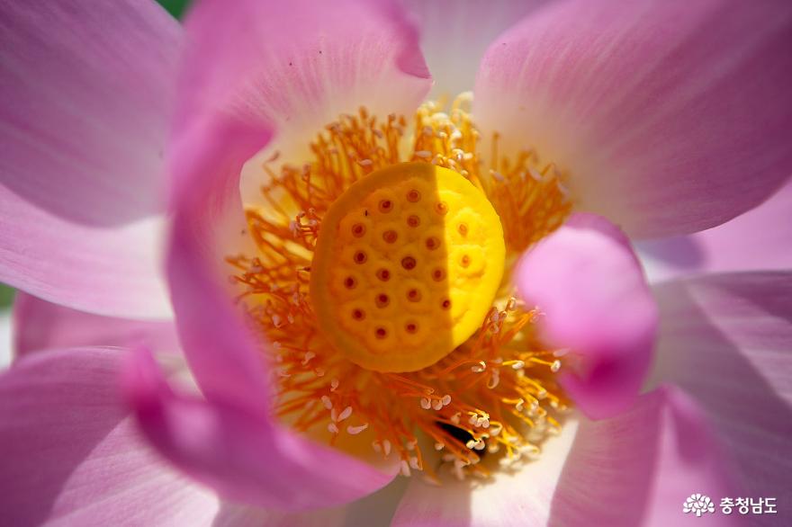 아름다운 후투티와 연꽃 향기에 취하다!